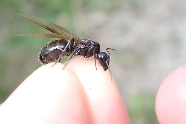 Camponotus vagus - fekete lóhangya
