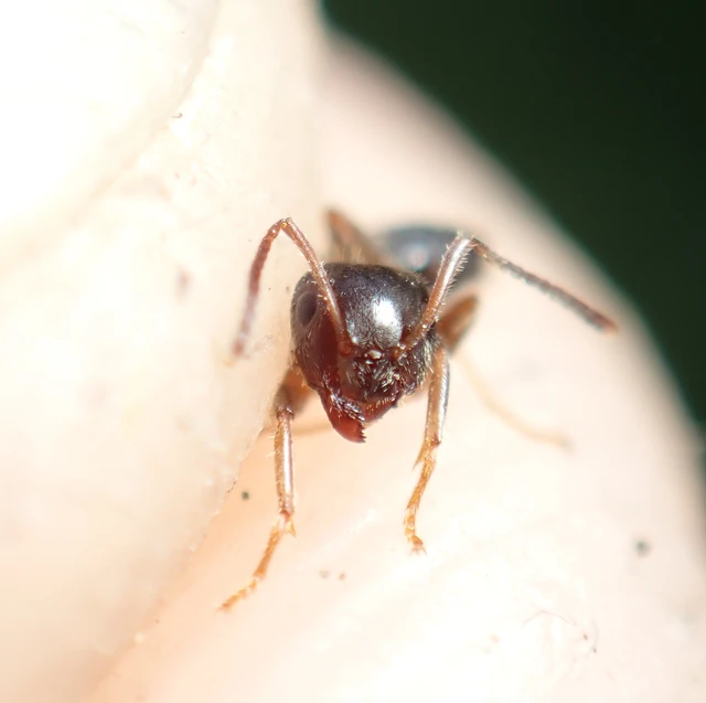 Lasius platythorax - erdei feketehangya