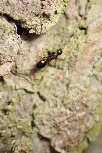 Dolichoderus quadripunctatus - négypettyes erdeihangya