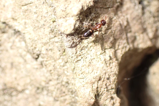Colobopsis truncata - kapushangya