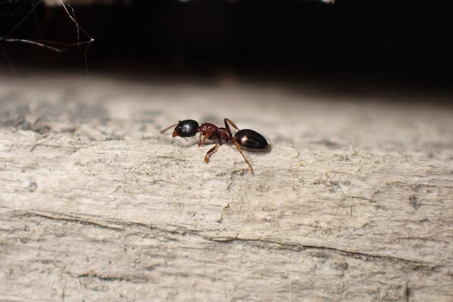 Dolichoderus quadripunctatus - négypettyes erdeihangya