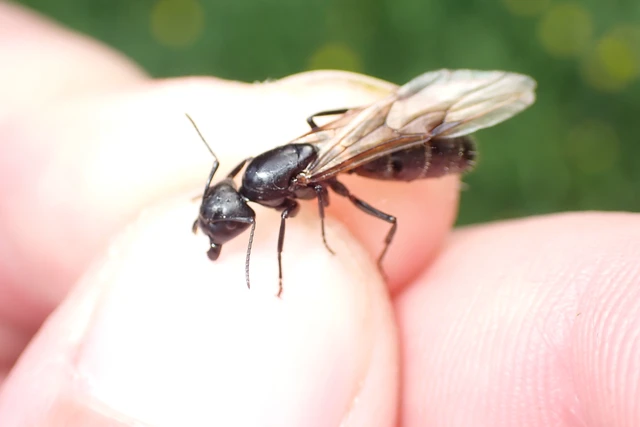 Camponotus vagus - fekete lóhangya