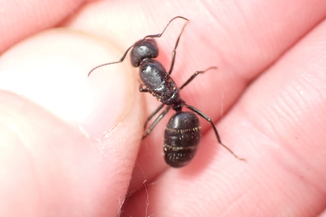 Camponotus vagus - fekete lóhangya