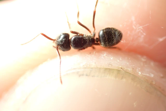 Lasius fuliginosus - kartonépítő fahangya