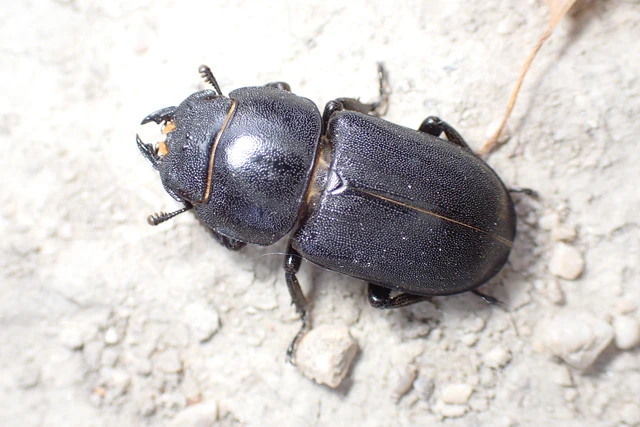 Dorcus parallelipipedus - kis szarvasbogár