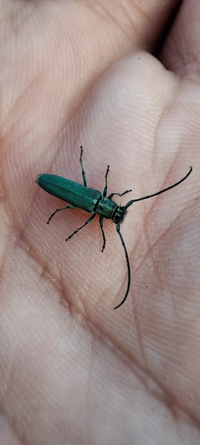 Phytoecia coerulescens - kígyósziszcincér
