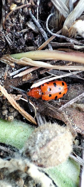 Crioceris duodecimpunctata - tizenkétpontos spárgabogár