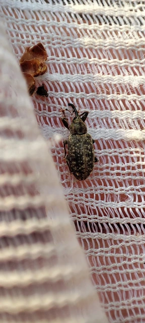 Dorytomus