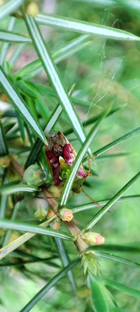 Cyphostethus tristriatus - boróka-dajkapoloska Cyphostethus tristriatus - boróka-dajkapoloska