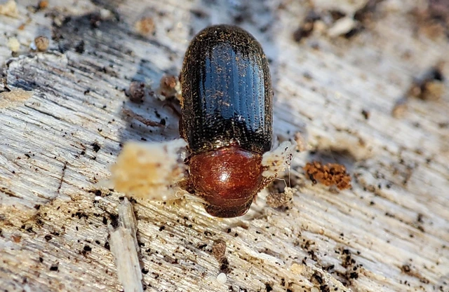 Neomida haemorrhoidalis