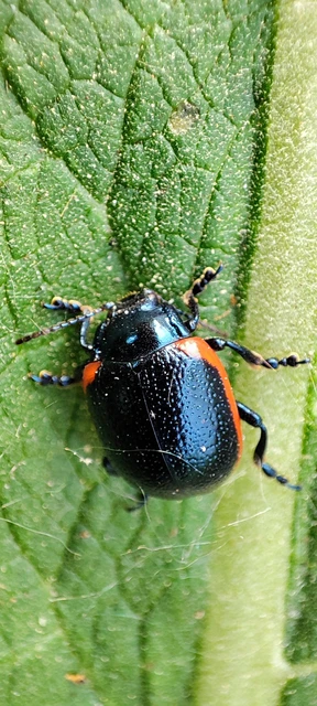 Chrysolina rossia - trapézhátú szegélyeslevelész