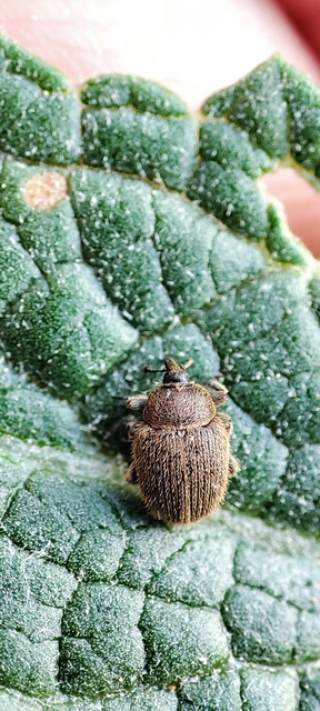 Rhinusa tetra - magtoklakó ökörfarkkóró-ormányos