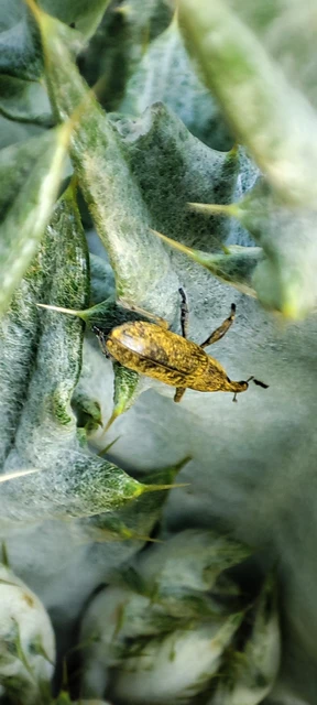 Lixus cardui/filiformis