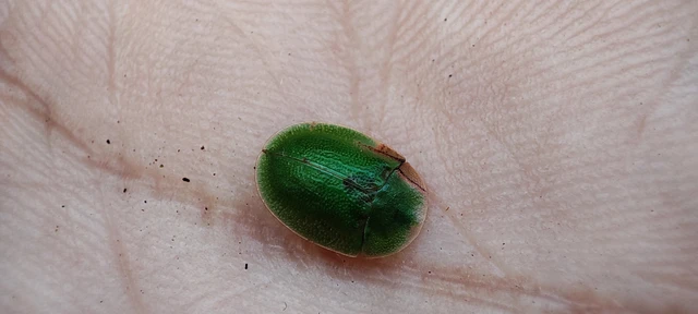 Cassida rubiginosa - lapos pajzsbogár