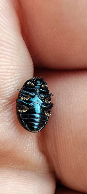 Chrysolina oricalcia - bronzos levélbogár