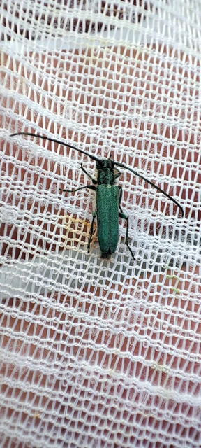 Phytoecia coerulescens - kígyósziszcincér