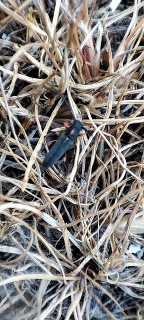 Phytoecia pustulata - parányi fűcincér