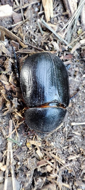 Pentodon idiota - butabogár