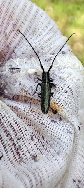 Agapanthia cardui - sávos bogáncscincér