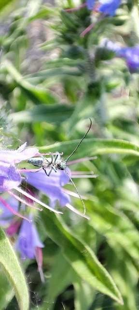 Phytoecia coerulescens - kígyósziszcincér