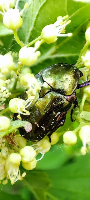 Protaetia cuprea obscura - olajzöld virágbogár