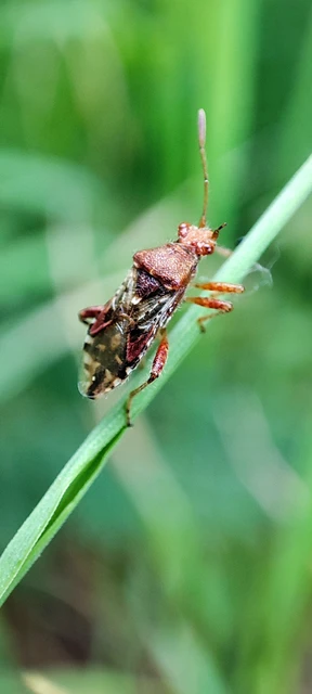 Rhopalidae - üvegpoloskák