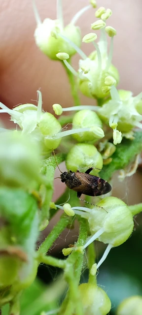 Miridae - mezeipoloskák