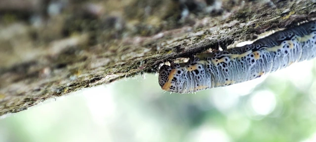 Artiora evonymaria - kecskerágó-araszoló