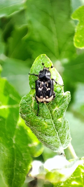 Valgus hemipterus - suta virágbogár