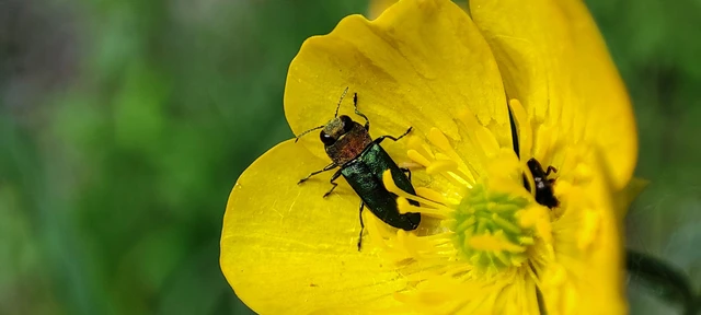 Anthaxia nitidula - ragyogó virágdíszbogár