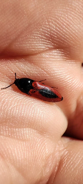 Ampedus sanguinolentus - középfoltos pattanó