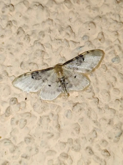 Idaea filicata - sötéttövű apróaraszoló