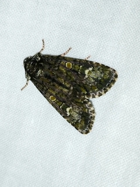 Craniophora ligustri - fagyalbagoly