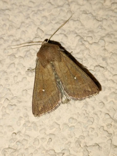 Mythimna albipuncta - fehérpettyes rétibagoly