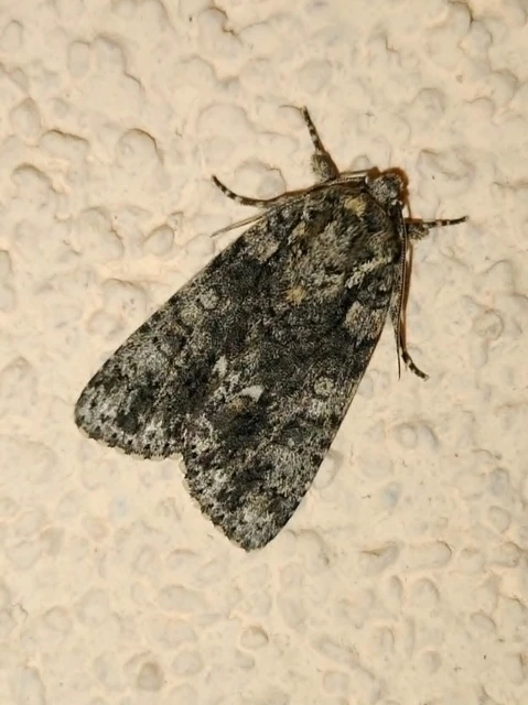 Acronicta rumicis - sóska-szigonyosbagoly Acronicta rumicis - sóska-szigonyosbagoly