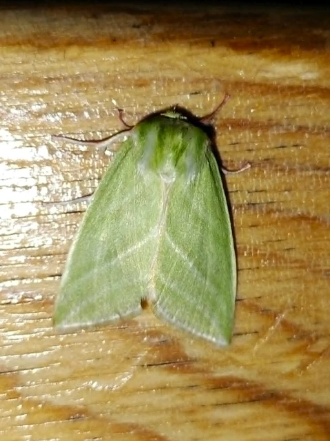 Pseudoips prasinana - bükkfa-zöldbagoly