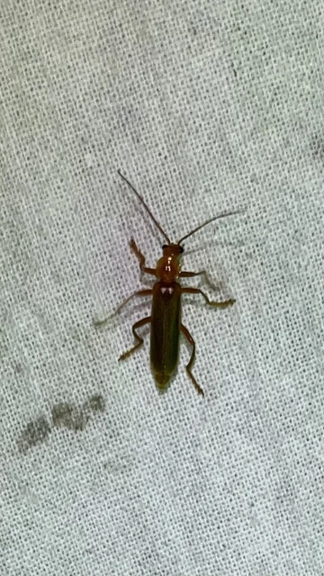 Rhagonycha
