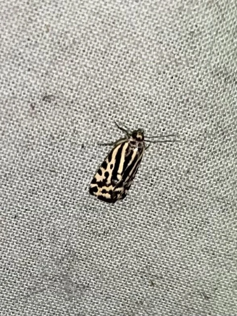 Emmelia trabealis - zebrabagoly