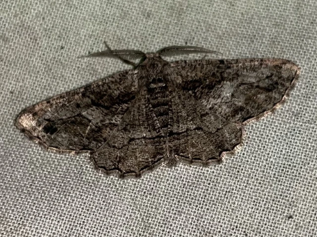 Synopsia sociaria - ürömaraszoló