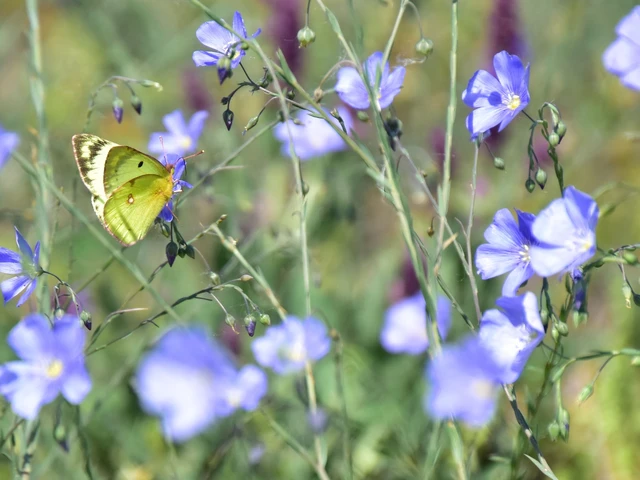 Colias hyale - kéneslepke