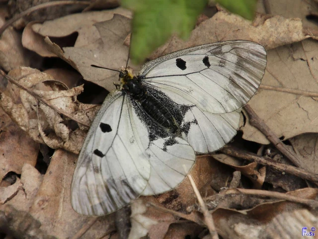Parnassius mnemosyne - kis apollólepke