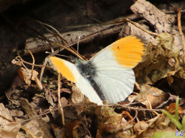 Anthocharis cardamines - hajnalpírlepke