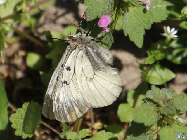 Parnassius mnemosyne - kis apollólepke