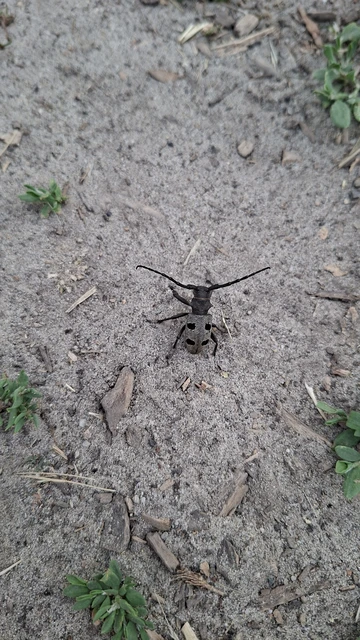 Morimus asper funereus - gyászcincér