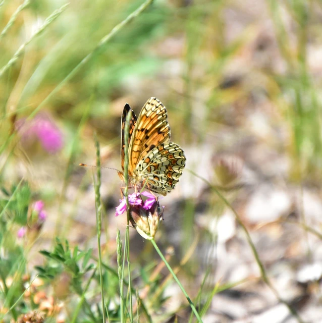 Melitaea phoebe - nagy tarkalepke