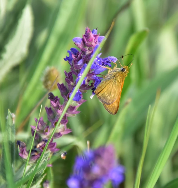 Ochlodes sylvanus - erdei busalepke