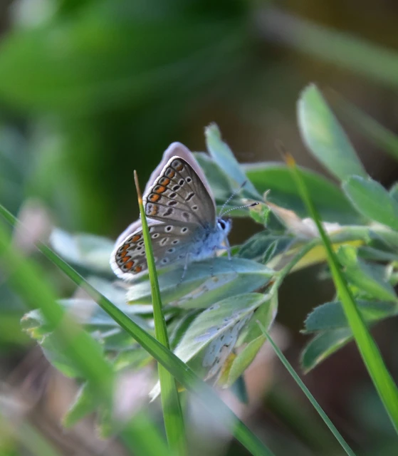 Polyommatus icarus - közönséges boglárka
