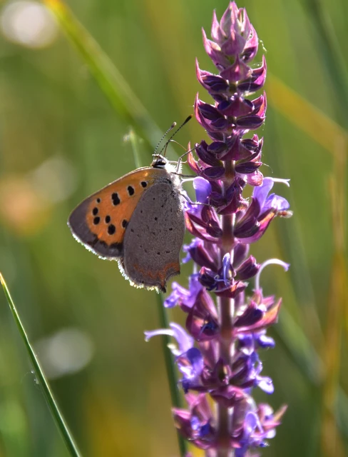 Lycaena phlaeas - közönséges tűzlepke