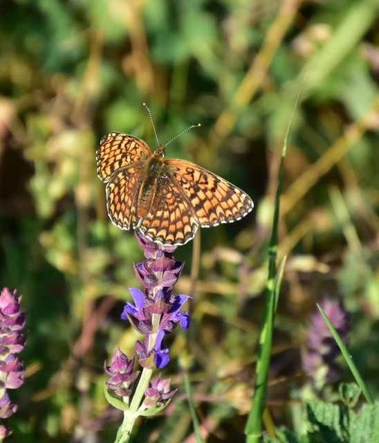 Melitaea phoebe - nagy tarkalepke