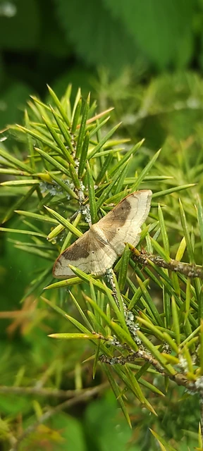 Idaea degeneraria - barnasávos araszoló